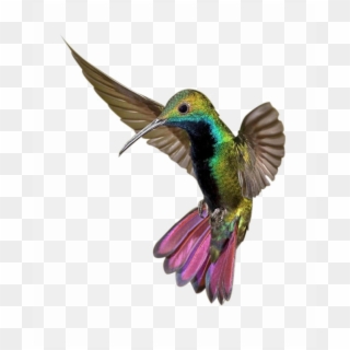 Kingfisher Png Clipart - Imagenes De Colibris Hermosos Transparent Png