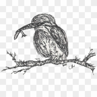 Kingfisher - Sketch Clipart