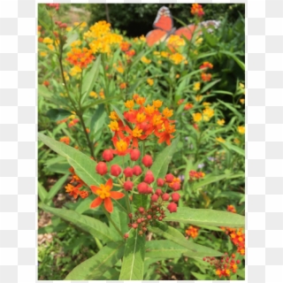 From The Smallest Flower In The Woods To Flashy Tulips - Tropical Milkweed Clipart