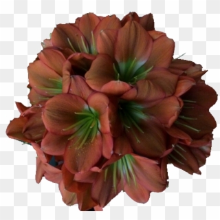 And Acquire Extrodinary And Unusual Clivia - Artificial Flower Clipart