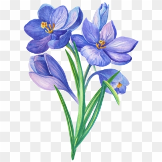 Crocuses Bouq Png - クロッカス イラスト Clipart