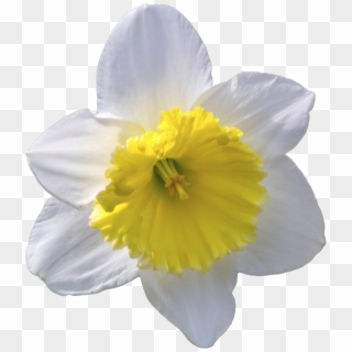 “transparent White Daffodil - Transparent Background Daffodil Png Clipart