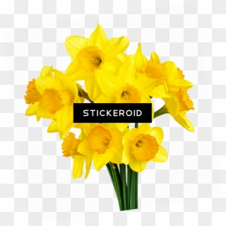 Bunch Of Daffodils , Png Download Clipart
