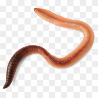 Worms Transparent Image - Live Worm Clipart