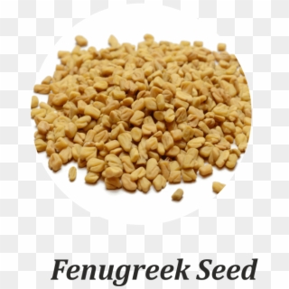 Fenugreek Seeds Are Tiny, Bitter, Dicotyledonous Seeds - Coriander Clipart