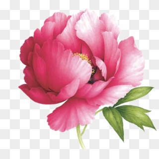 Peony Scented Tattoo - Watercolour Peony Paintings Clipart