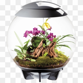 The Humidity, Light Conditions And Air Supply For The - Biorb Terrarium Clipart