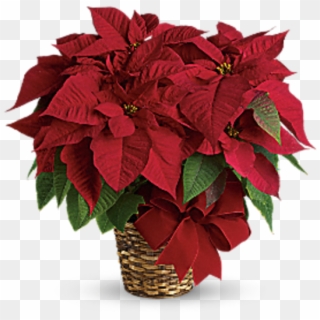 Red Poinsettia Tf - Red Poinsettia Clipart