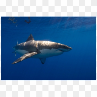 White Shark Guadalupe 1 Canvas Print - Shark Clipart