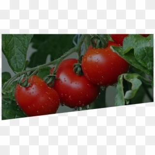 North American - All Kinds Of Tomato Clipart