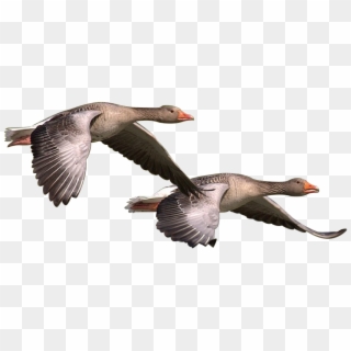Wild Goose Goose Wild Geese Png Image - Patos Png Clipart
