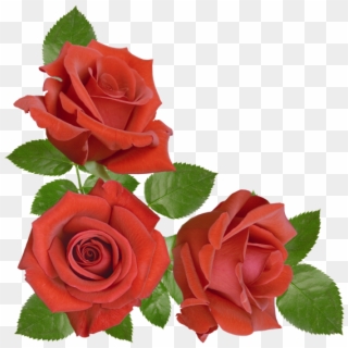 Red Rose - Floribunda Clipart