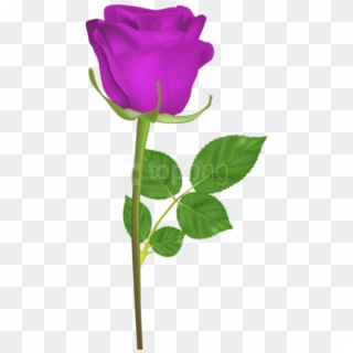Free Png Download Rose With Stem Purple Png Images - Png Gulab Ka Phool Clipart