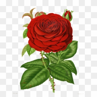 Floral Theme Single Rose, Floral Theme, Flower Pictures, - Vintage Roses Psd Clipart