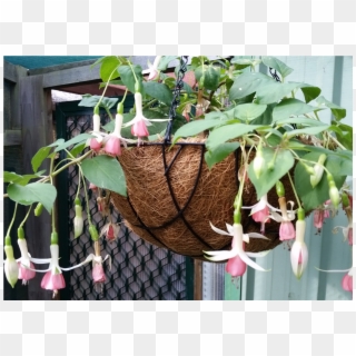 Fuschia Hanging Baskets - Epiphyllum Pumilum Clipart