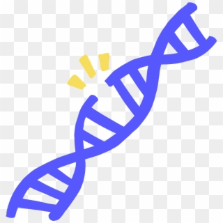 When Only One Strand Of Dna Is Broken, There Is A Gap - Dna Damage Icon Clipart