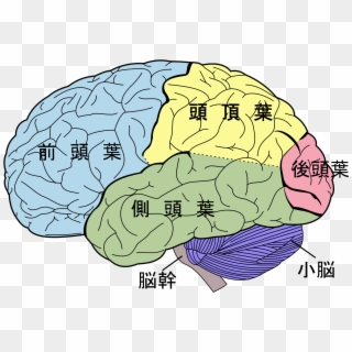 Brain Diagram Png - Lobes Of The Brain Clipart