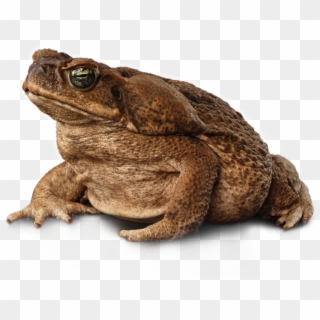 Cane Toad - Eastern Spadefoot Clipart