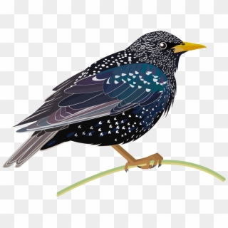 Starling Png Hd - Clipart Starling Png Transparent Png