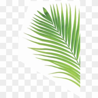 Our Vision - Palm On White Background Clipart