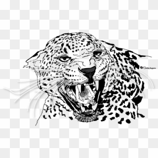 Leopard - Illustration Clipart