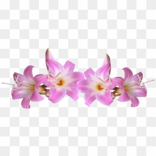 Lilies, Belladonna, Pink, Flowers - Pink Lilies Png Clipart