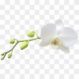 Free Png Download Large Transparent White Orchid Png - White Transparent Background Orchid Clipart
