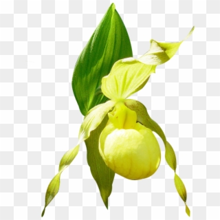 Orchid Conservation Initiative - Yellow Lady's Slipper Clipart