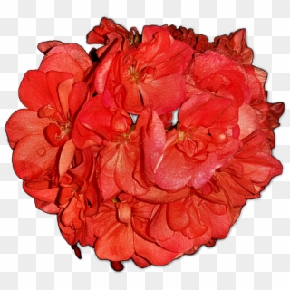 Flowers, Pelagonia, Home Flowers, Png - Hybrid Tea Rose Clipart