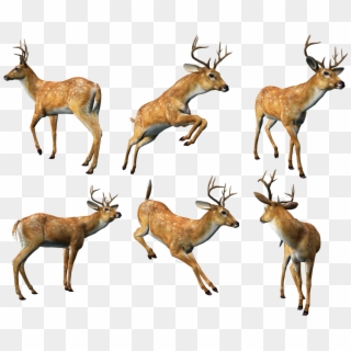 3d Animal Png Clipart