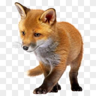 Baby Fox Png Clip Art - Baby Red Fox Png Transparent Png