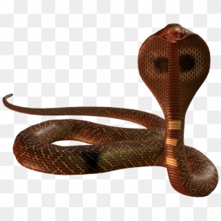 Snake Png Image - Snake Png Clipart