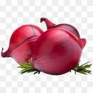 Onion Png Image - Onion Export Banners Clipart
