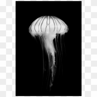 Poster - Jellyfish - Jellyfish Clipart