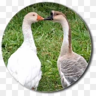Geese, Png, Animals, Poultry, Isolated, Nature, Bird - Goose Clipart