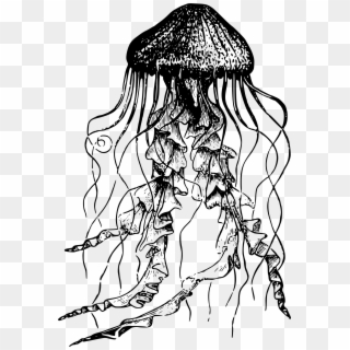 Big Image - Sketch Jellyfish Black And White Clipart