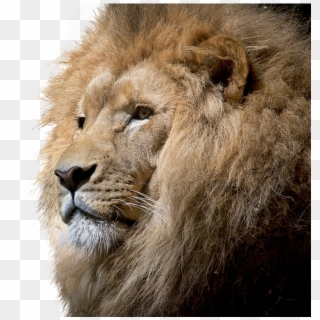 Lion, Isolated, Cut Out, Big Cat, Majestic, Lion Head - Brave Lion Clipart