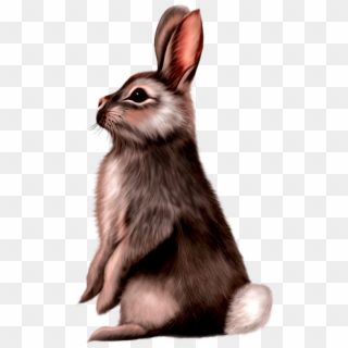 Cute Animals Png - Animal Illustration Of Small Mammals Rabbit Clipart