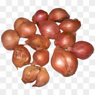 Onion Shallots Png Image - Shallot Clipart