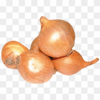 Onion Png Image2 - Onion Clipart
