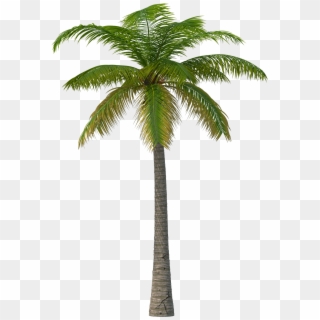 Palm Tree - Palm Tree Png Clipart
