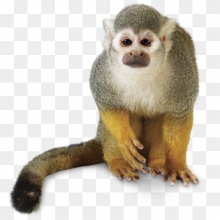 960 X 796 6 - New World Monkey Png Clipart