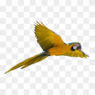 Image Transparent Parrot Five - Bird Flying Transparent Background Clipart