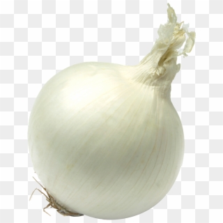 Single Onion Png Free Download - Yellow Onion Clipart