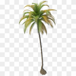 Coconut Tree Png File Clipart