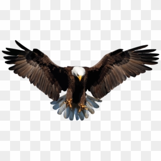 Bald Eagle Png Background Image - Eagle Png Transparent Background Clipart