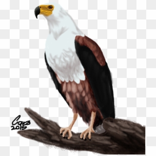 Bald Eagle Clipart Fish Eagle - African Fish Eagle Drawing - Png Download