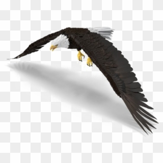Bald Eagle Png Photo - Hawk Clipart