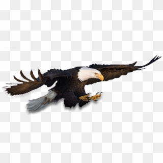 Free Png Download Eagle Png Images Background Png Images Clipart