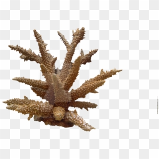Coral Png Photo - Coral Png Clipart